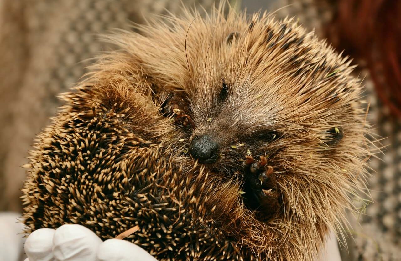 hedgehog-hedgehogs-hibernate-hibernation-2074144.jpg